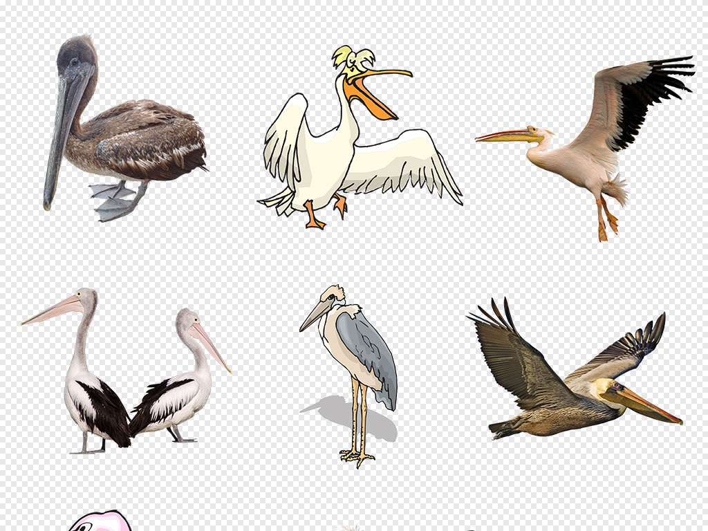 無緩鳥圖庫