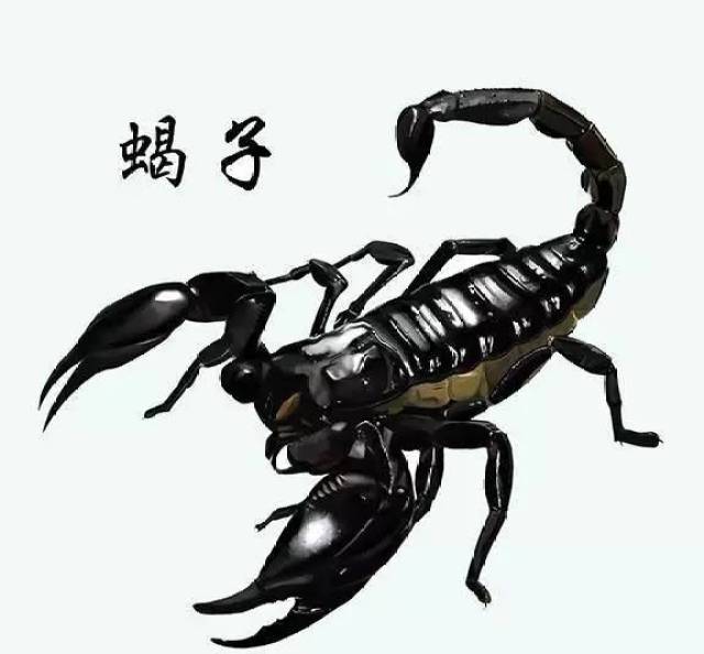 天牛3D图鉴与红五图形库汇总天牛3d图红五图库汇总红五图裤