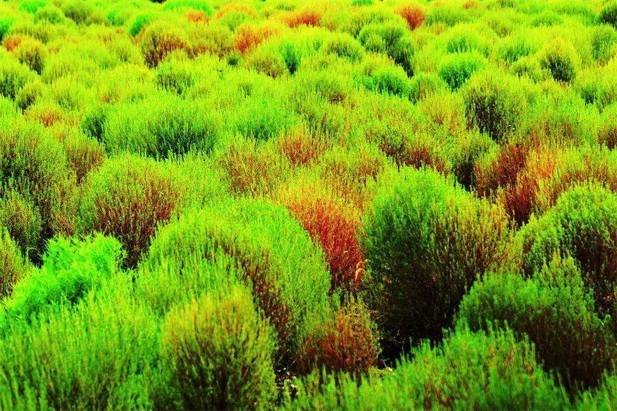 芳草地心水论坛—网络交流的绿色平台芳草地论坛高手