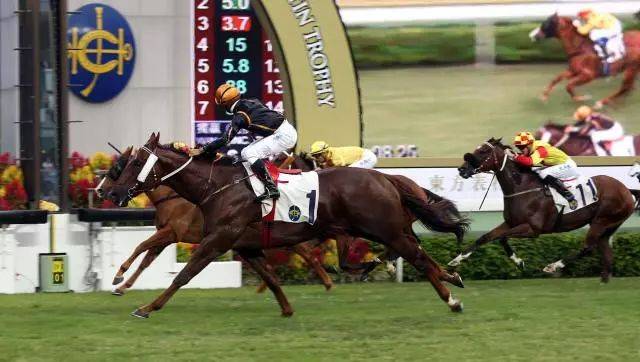 2019年香港马会资料指南，全面免费解读与分享！助您轻松掌握赛马的魅力世界。香港2021年马会资料大全